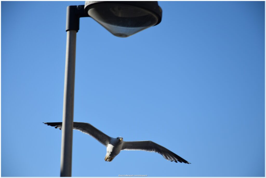 barrio peral gaviotas